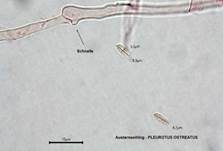 Austernseitling, Foto 103