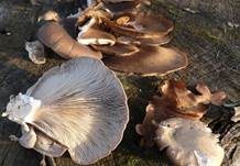 Austernseitling, Foto 21