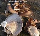 Austernseitling, Foto 27