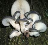 Austernseitling, Foto 28