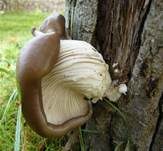 Austernseitling, Foto 43
