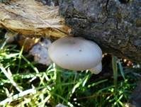 Austernseitling, Foto 46
