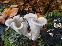 Austernseitling, Foto 7