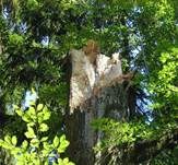 Austernseitling, Foto 52
