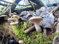 Austernseitling, Foto 63