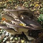 Austernseitling, Foto 64