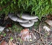 Austernseitling, Foto 67