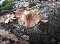 Austernseitling, Foto 71