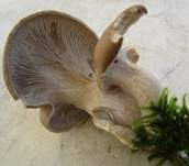 Austernseitling, Foto 89