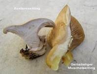 Austernseitling, Foto 91