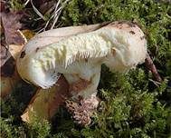 Fransenmilchling, Foto 8