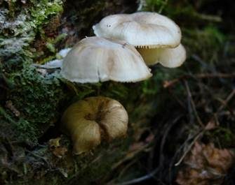 Fransiger Faserrübling, Foto 4
