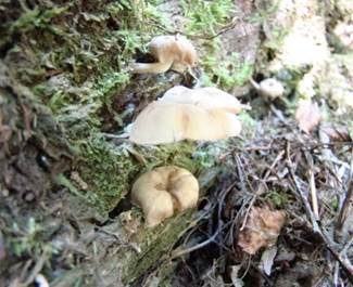 Fransiger Faserrübling, Foto 6