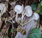 Fransiger Faserrübling, Foto 7