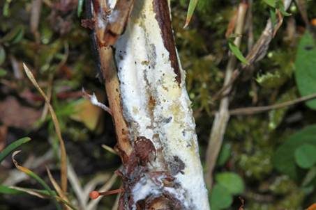 Fransiger Wollrindenpilz, Foto 5