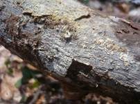 Fransiger Wollrindenpilz, Foto 8