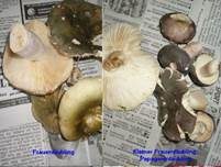 Frauentäubling, Foto 25