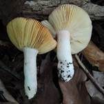 Freudiger Täubling, Foto 7