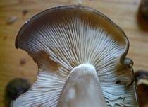 Frostrasling, Foto 6