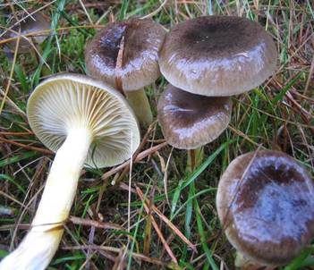 Frostschneckling, Foto 2