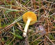 Frostschneckling, Foto 15