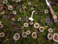 Frostschneckling, Foto 16