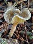 Frostschneckling, Foto 21