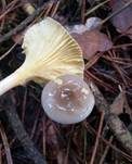 Frostschneckling, Foto 22