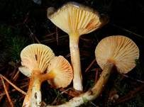 Frostschneckling, Foto 24
