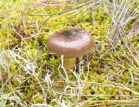 Frostschneckling, Foto 8