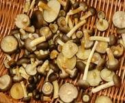 Frostschneckling, Foto 10