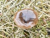 Frostschneckling, Foto 11