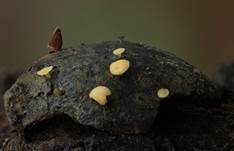 Fruchtschalenbecherchen, Foto 5
