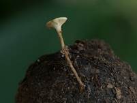 Fruchtschalenbecherchen, Foto 6