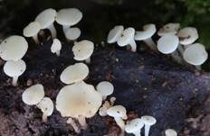 Fruchtschalenbecherchen, Foto 7