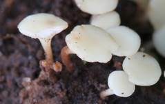 Fruchtschalenbecherchen, Foto 8