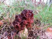 Frühjahrslorchel, Foto 12