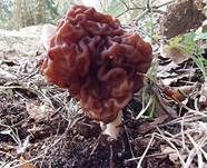 Frühjahrslorchel, Foto 14