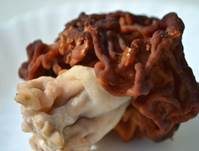 Frühjahrslorchel, Foto 16