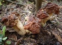 Frühjahrslorchel, Foto 21