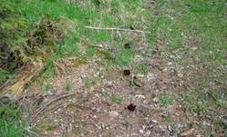 Frühjahrslorchel, Foto 23