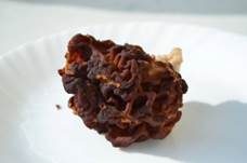 Frühjahrslorchel, Foto 26