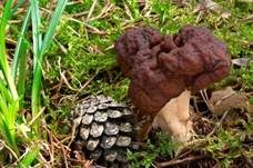 Frühjahrslorchel, Foto 32