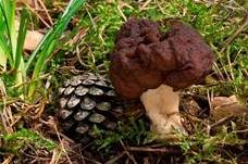 Frühjahrslorchel, Foto 33