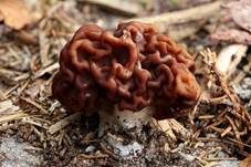 Frühjahrslorchel, Foto 35
