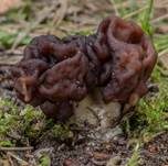 Frühjahrslorchel, Foto 6