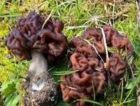 Frühjahrslorchel, Foto 45