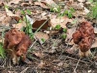 Frühjahrslorchel, Foto 46