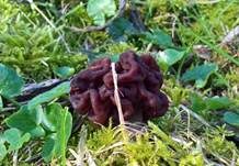 Frühjahrslorchel, Foto 48