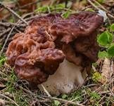 Frühjahrslorchel, Foto 52